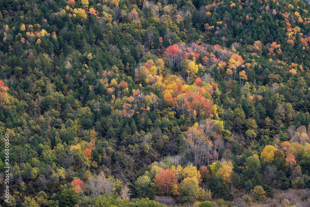 Picturesque drone view of trees covered in forest on hill slope on cold autumn day in nature Picturesque drone view of trees covered in forest on hill slope on cold autumn day in nature
