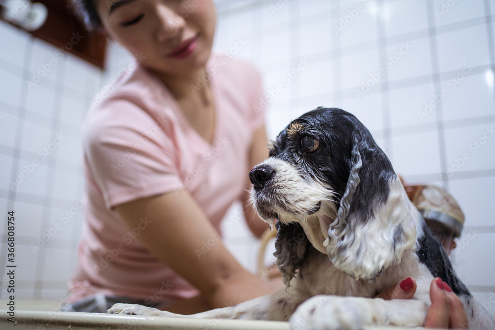 Crop side view ethnic Asian female owner sitting in bathtub and washing cute Cocker Spaniel puppy at home Crop side view ethnic Asian female owner sitting in bathtub and washing cute Cocker Spaniel puppy at home