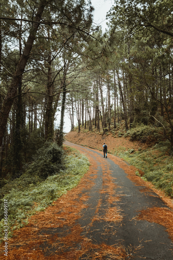 Back view of anonymous traveler strolling on asphalt narrow path surrounded by trees on hill in daylight in countryside