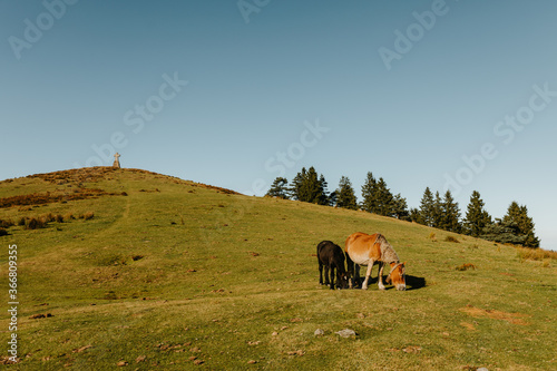 Brown and black stallions grazing in green pasture near trees on hillside and mount in afternoon in natural park photo