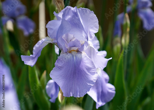 iris flower in the garden