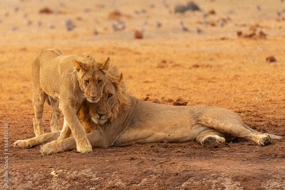 Full length of wild lioness and lion resting on dry ground in African savanna in Savuti area in Botswana Full length of wild lioness and lion resting on dry ground in African savanna in Savuti area in Botswana