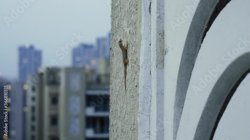 Shot showing a common house lizard on the outer walls of a skyscraper with buildings in the background hunting for insects for food photo