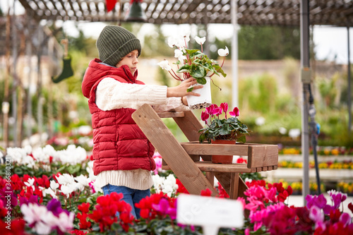 Beautiful boy with red vest and green sweater buying cyclamen plants walking with a wooden cart photo