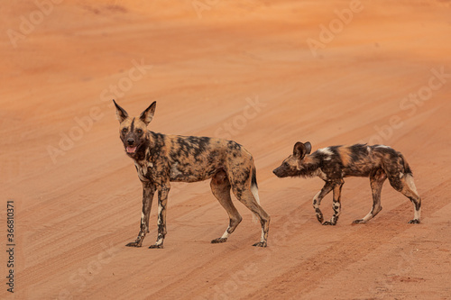 Side view full length of African wild dogs on dry sandy ground in Savuti area in Botswana photo