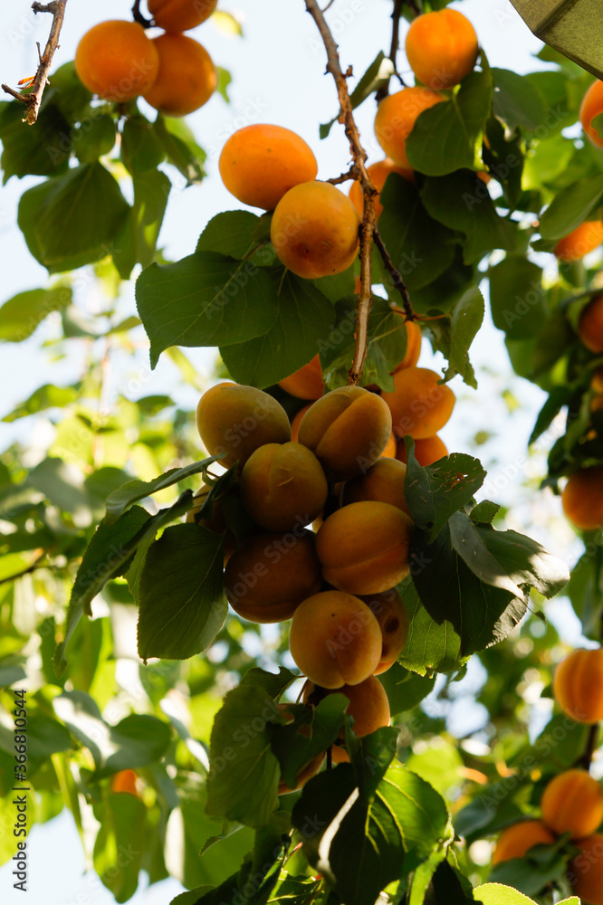 An apricot tree with fruit grows in the garden. ripe juicy apricots on a branch.