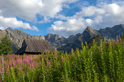 Fototapeta Naklejka Na Ścianę i Meble -  View of the Tatras mountains and colorful flowers in Gasienicowa valley.