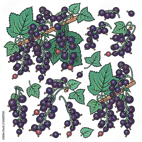 Hand drawn currant. Set of objects.