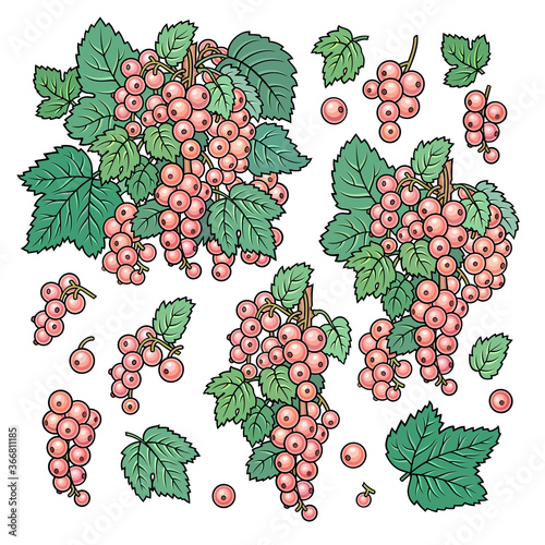 Hand drawn currant. Set of objects.
