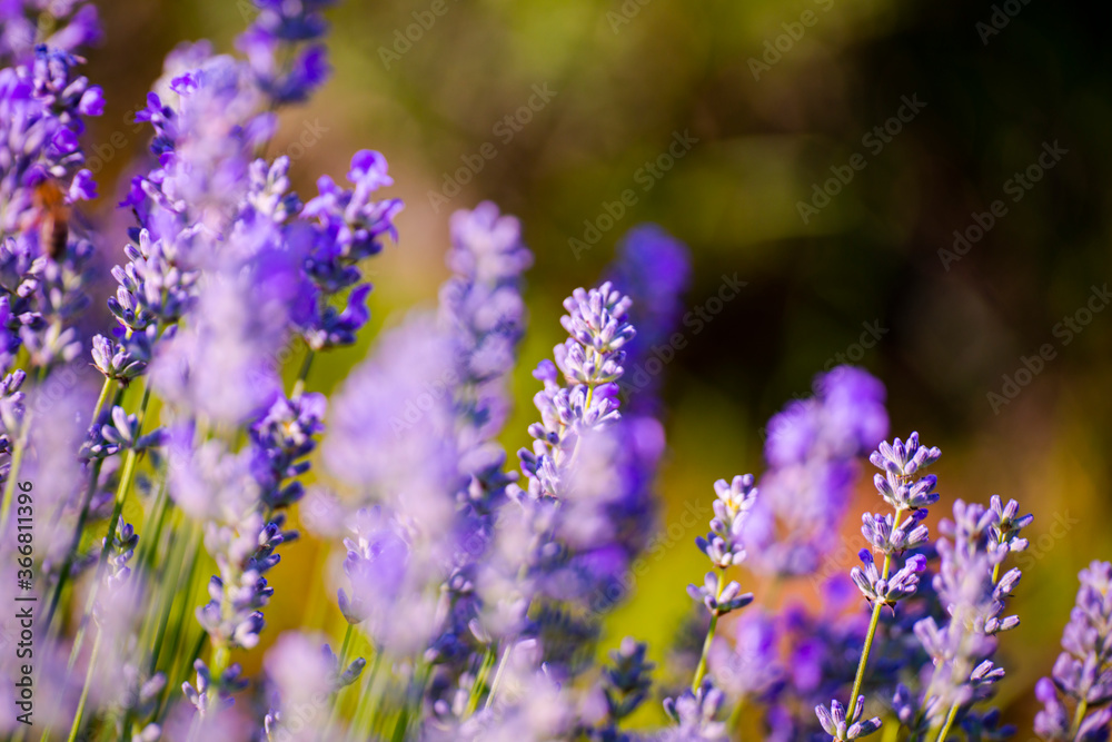 Fototapeta premium Lavander field