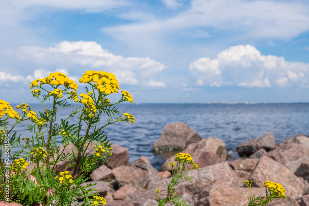 Medicinal plant tansy on a rocky seashore against a blue sky with white cumulus clouds. Blurred background, selective focus. Horizontal orientation.