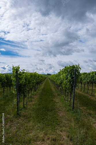 green vineyards landscape in summer time 