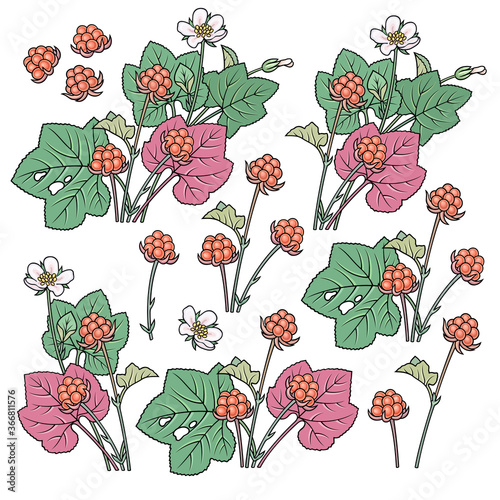 Hand drawn cloudberry. Set of objects.