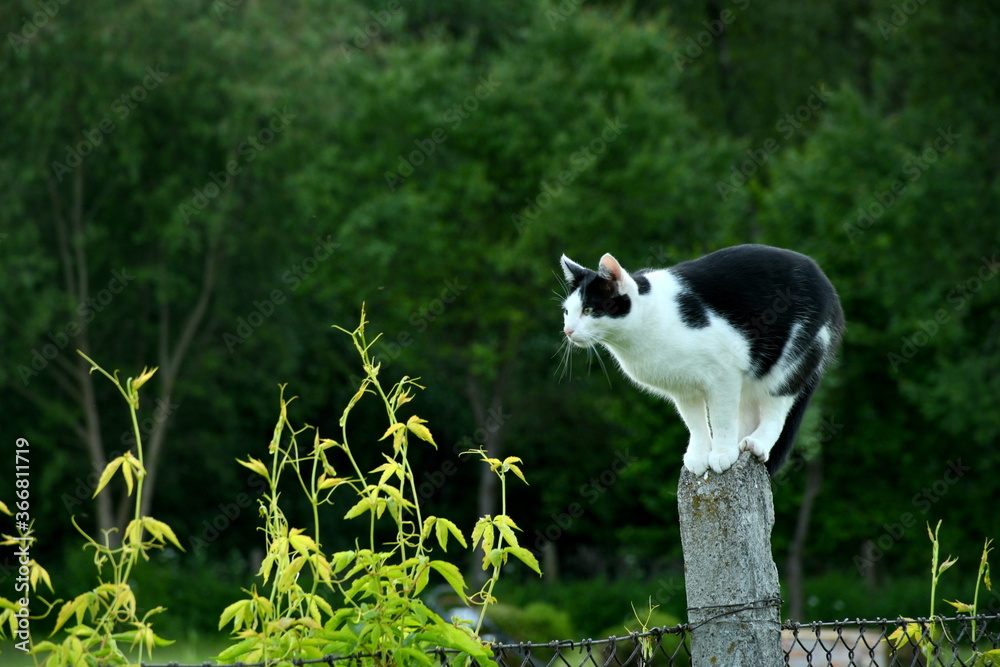 Close up on a black and white cat standing on a concrete pole being a part of a metal fence support next to some vines or other shrubs with a dense forest or moor behing the furry animal