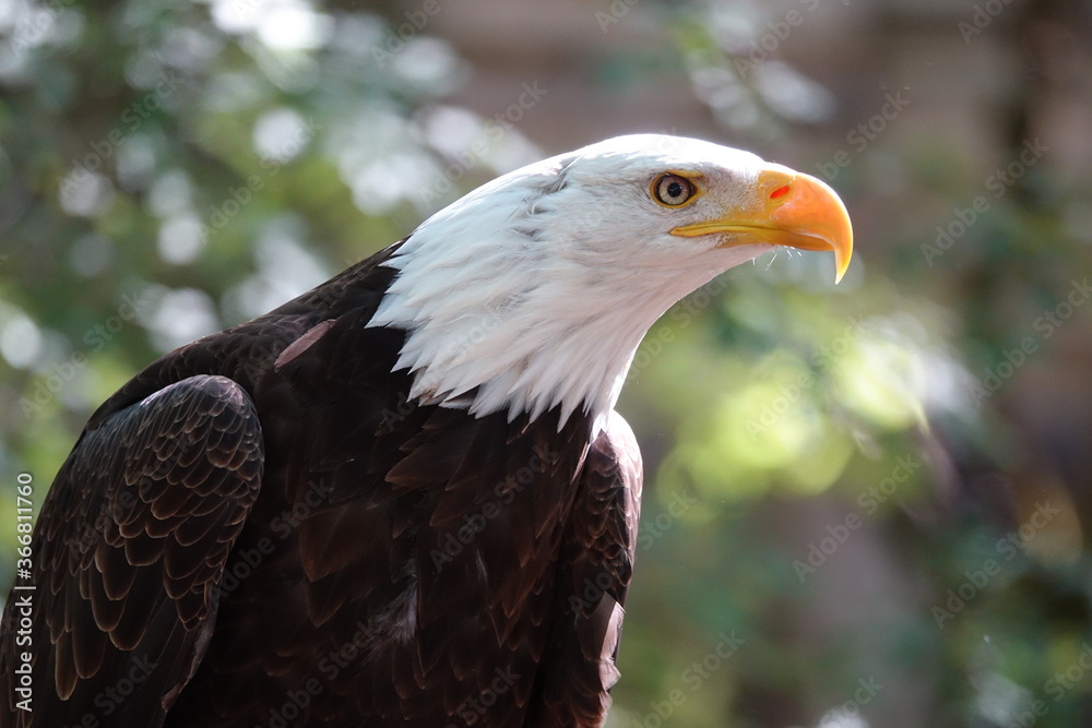 Obraz premium pygargue en foret