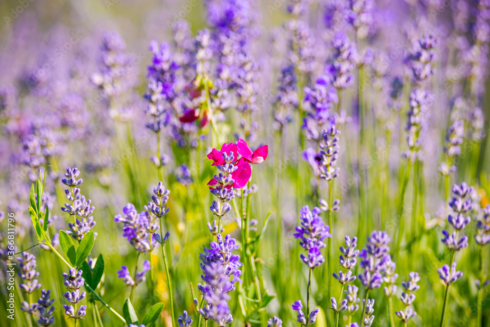 Lavander field Lavander field