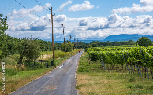 road in green vineyards landscape 