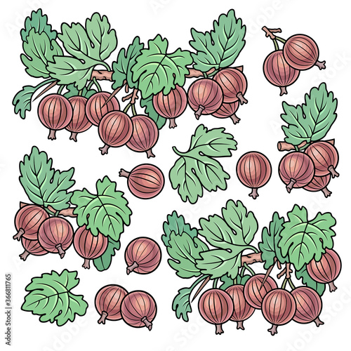 Hand drawn gooseberry. Set of objects.