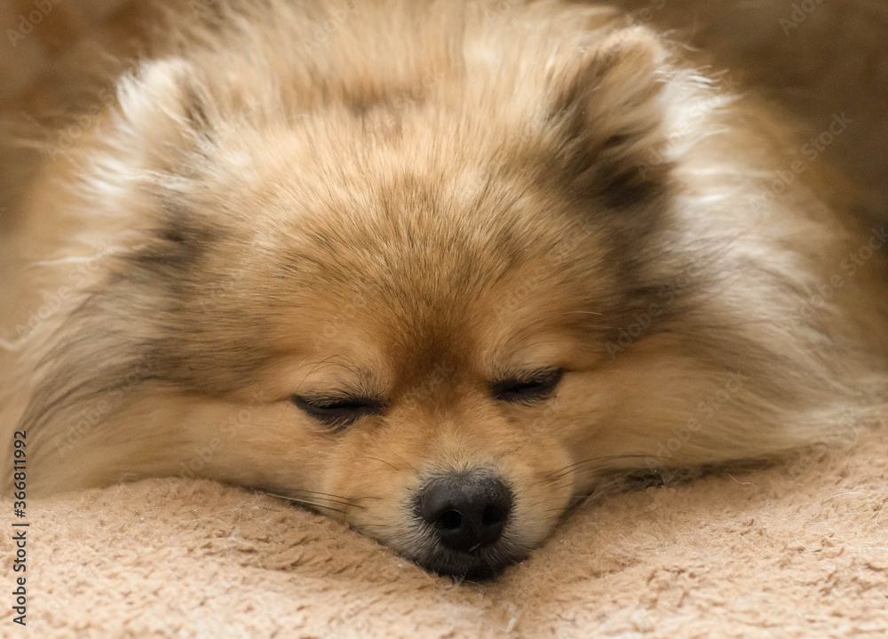 The dog is sleeping sweetly on a soft pillow