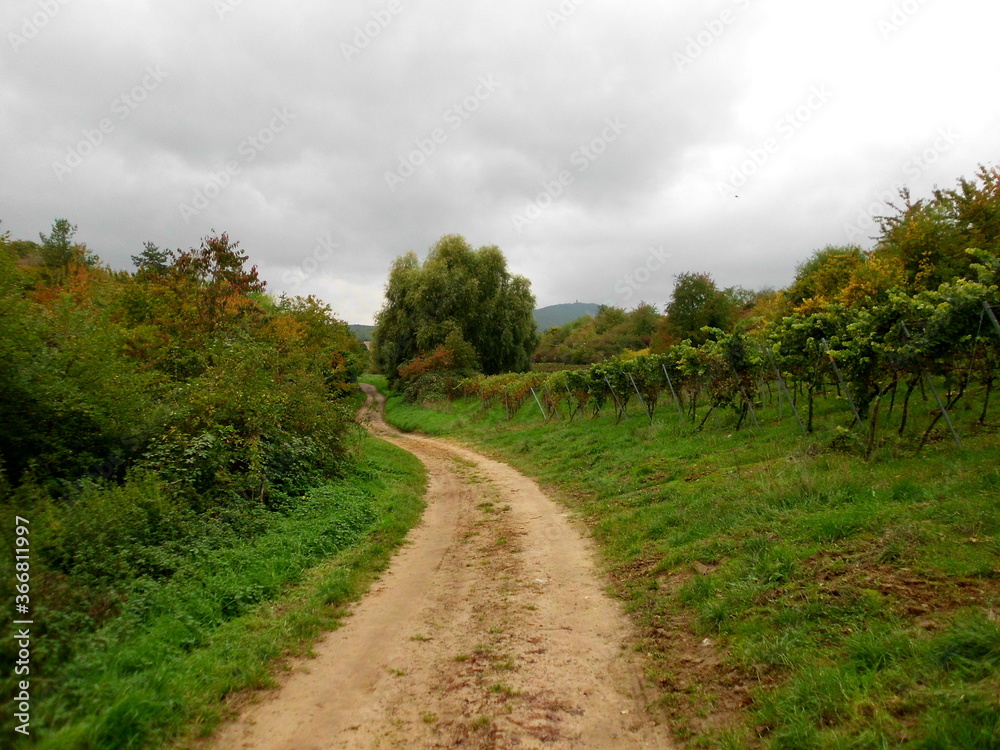 Wanderweg in den Weinbergen Wanderweg in den Weinbergen