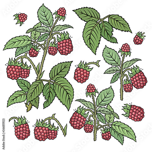 Hand drawn raspberries. Set of objects.