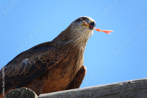 faucon mange une patte de poussin