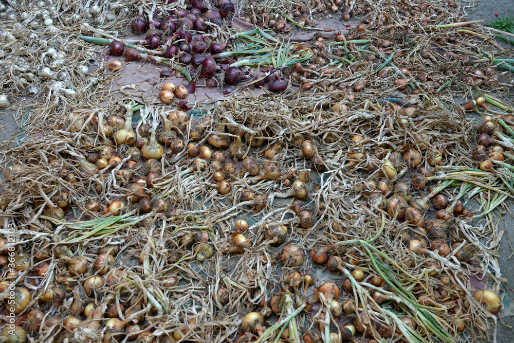 Many bulbs of onion are drying in the shadow. Many bulbs of onion are drying in the shadow.