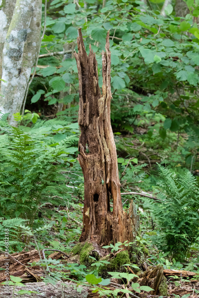 Stump of decaying wood in the forest with green foliage background Stump of decaying wood in the forest with green foliage background