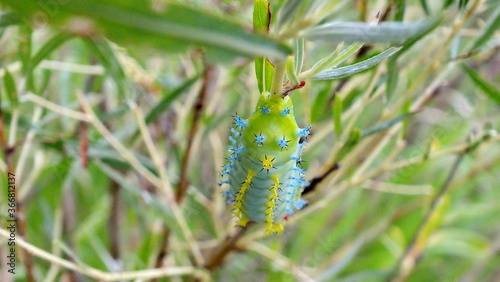 Cecropia Moth Caterpillar in the 3rd instar stage on a willow bush in Ontario, Canada. photo