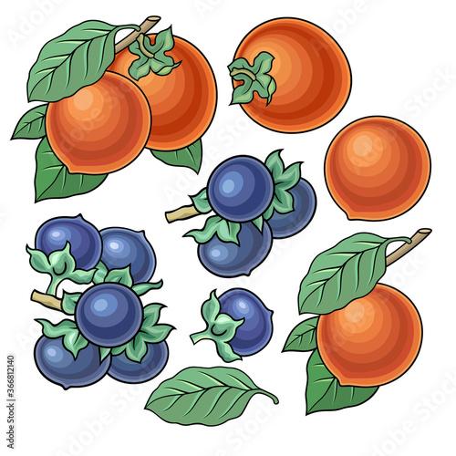 Hand drawn persimmon, blueberry. Set of objects