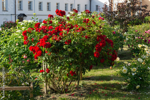 red flowers roses in the garden © Aleksandr Kalegin