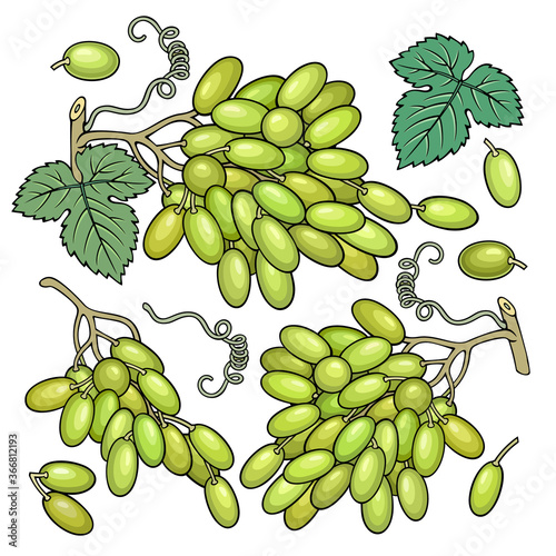 Hand drawn grape. Set of objects.