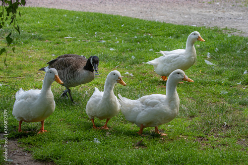 Ducks walking on the grass against the photographer