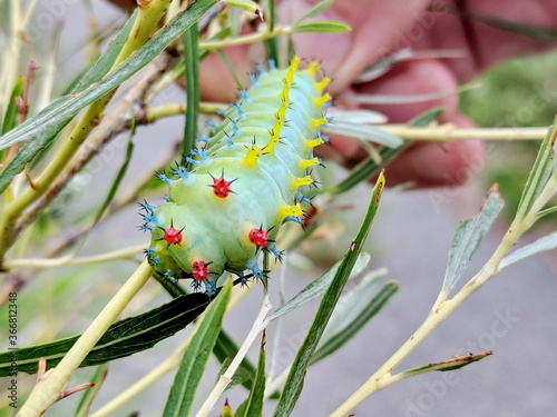 Cecropia Moth Caterpillar in the 3rd instar stage on a willow bush in Ontario, Canada. photo