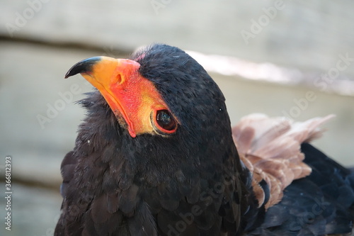 aigle bateleur regard vers le haut photo