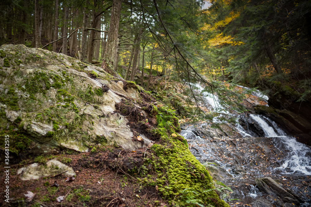 forest fauna & ground cover backgrounds close to waterfall New England forest fauna & ground cover backgrounds close to waterfall New England