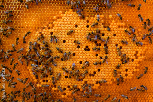 Fototapeta bee colony on combs, worker bees