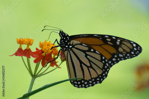 Butterfly 2019-229 / Monarch butterfly (Danaus plexippus)