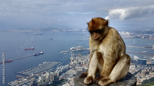 Affenfels Gibraltar  © Ingo