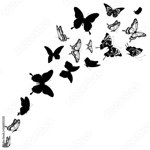 butterfly711