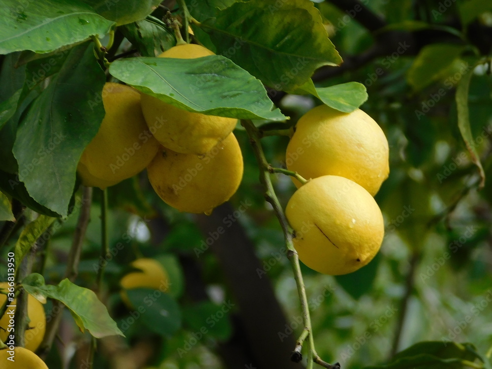 Fresh lemons , or Citrus limon, on a tree after the rain