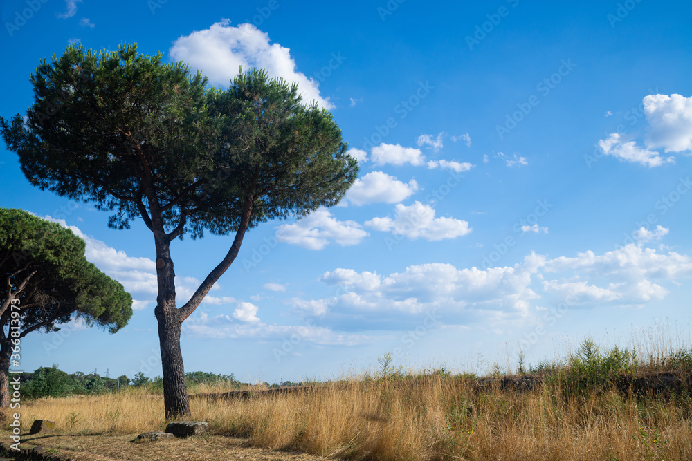 Panorama of the Roman countryside from the Via Appia Antica, Rome, Italy on a hot summer day, with blue sky clouds on the horizon and in the foreground maritime pines immersed in yellow meadow Panorama of the Roman countryside from the Via Appia Antica, Rome, Italy on a hot summer day, with blue sky clouds on the horizon and in the foreground maritime pines immersed in yellow meadow