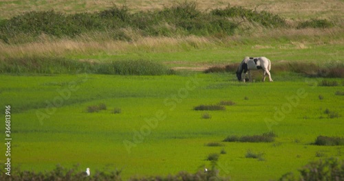 Piebald single horse grazing green grass field in the distance photo