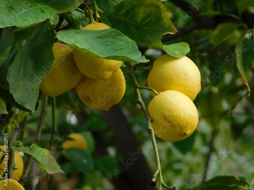 Fresh lemons , or Citrus limon, on a tree after the rain