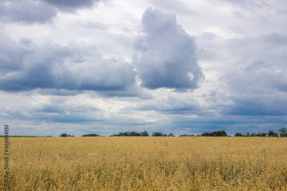 
storm clouds over the ripe grain field before harvest