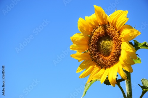 Blooming sunflower against the blue sky