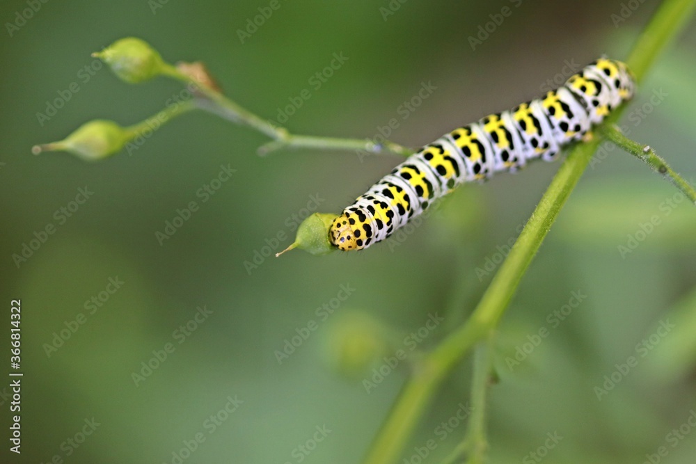 Raupe des  Braunwurz-Mönchs (Shargacucullia scrophulariae)