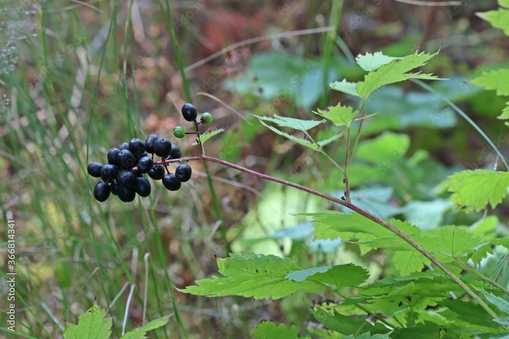 Ähriges Christophskraut (Actaea spicata) mit Früchten Ähriges Christophskraut (Actaea spicata) mit Früchten