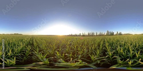 4K 360 VR Virtual Reality A man walks in a corn field at sunset