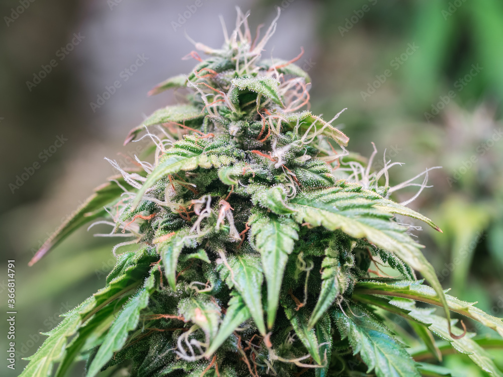Close up shot of a cannabis plant blossom Close up shot of a cannabis plant blossom